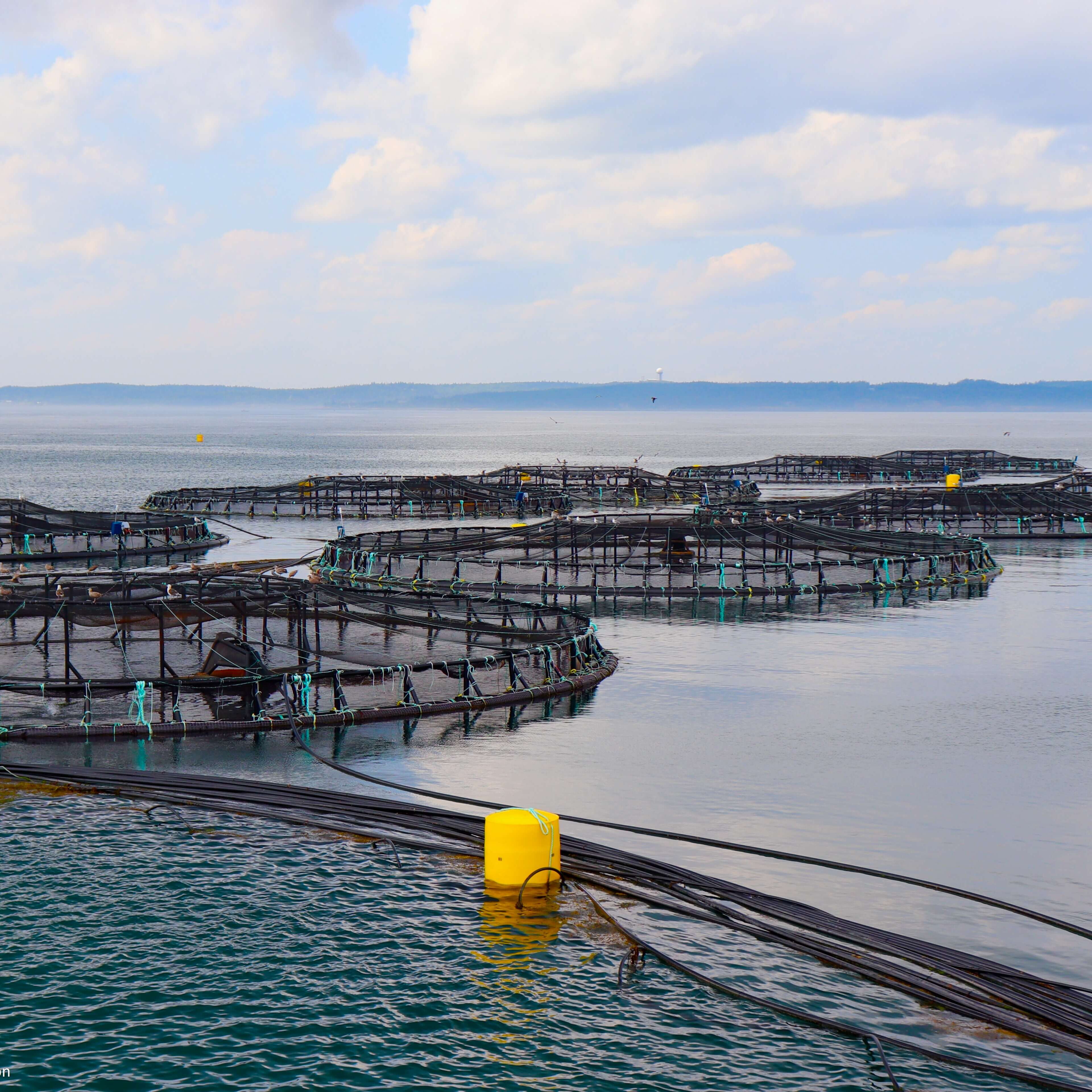 net pens in ocean